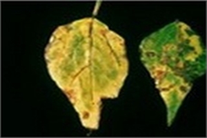 Fasulye Adi Yaprak Yanikligi Belirtisi Ve Mucadelesi Bilgi Bankasi Tabider Org