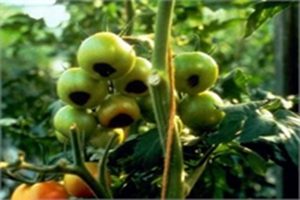 domateste cinko ve azot noksanligi bilgi bankasi tabider org