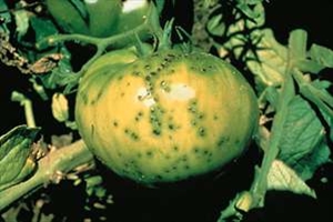 domates yetistiriciligi bakteriyel benek hastaligi bilgi bankasi tabider org