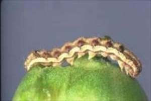 domates yetistiriciligi yesil kurt bilgi bankasi tabider org