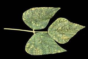 Fasulye Yetistiriciligi Pas Bilgi Bankasi Tabider Org