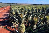 Ananas Yetiştiriciliğinde Arazi Hazırlığı İklim ve Toprak İstekleri