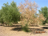 Zeytin Solgunluğuyla (Verticillium dahliae) Mücadele