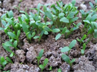 Tere Üretiminde Toprak Hazırlığı ve Bakım Nasıl Yapılmalı