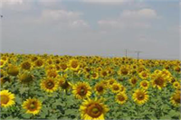 Ayçiçeği Yetiştiriciliği Hastalık ve Zararlıları