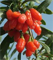 Goji Berry Hastalıkların Çözümü Süper Meyve