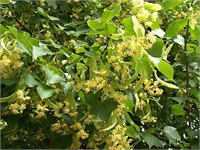 Ihlamur (Tilia platyhyllos) Ağacı Yetiştiriciliği ve Kullanımı