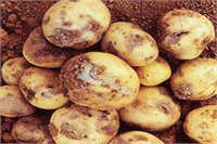 Patates Yetiştiriciliği Bakteriyel Solgunluk ve Patates Kahverengi Çürüklüğü Hastalığı