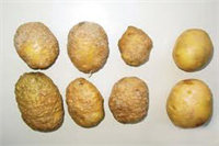 Patates Yetiştiriciliği Kök-Ur Nematodları