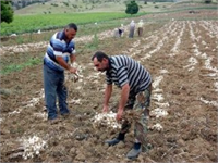 Sarımsak Üreticiliğinde Çapalama ve Sulama