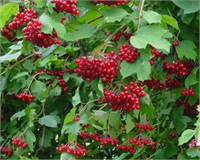 Gilaburu Viburnum Opulus