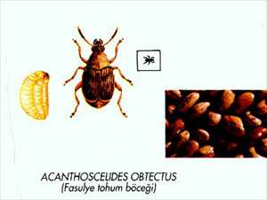Fasülye Yetiştiriciliği Baklagil Tohum Böceği