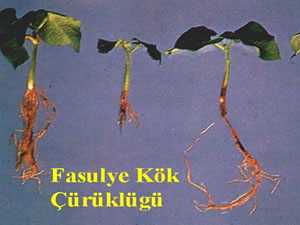 Fasülye Yetiştiriciliği Kök Çürüklüğü